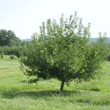 Semi Dwarf Fruit Trees Dwarf Fruit Trees Fruit Trees Dwarf Trees