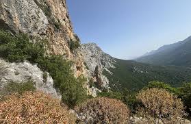 Image result for Struthiola montana