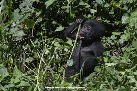 Image result for Brazzeia longipedicellata