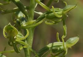 Image result for Habenaria lithophila