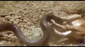 It is one of the world's deadliest snakes. Snake Vs Lion Fight Seen That You Have Never Seen Before Video Dailymotion