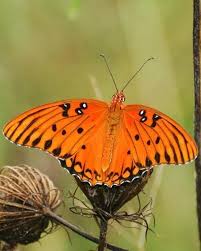 Pin By Lucia On The Wordless Voices Of Nature Beautiful Butterflies Beautiful Bugs Butterfly Bedding