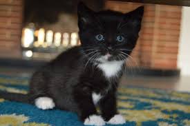 Here are 10 to choose from.you love cats, but the fur? Black Kitten With White Hairs Novocom Top