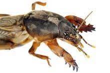 Dekady temu turkuć podjadek był jednym z największych wrogów rolników. Turkuc Podjadek Szkodliwosc Odstraszanie Zwalczanie I Pulapki