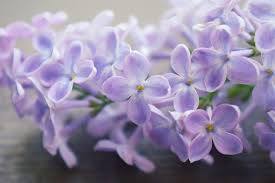 Il capostipite del lillá che tutti conoscono é il genere syrings vulgaris appartenente alla fiori che, come dice il nome stesso della pianta, possono essere di colore lilla ma anche in altre. Fiori Significati E Sistemazioni Parte 4 Somethingblue