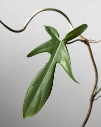 Philodendron Pedatum Is A Fast Grower For Me And It S Shape Morphs A Little Bit With Each New Leaf Philodendronfriday Trees To Plant Philodendron Plants