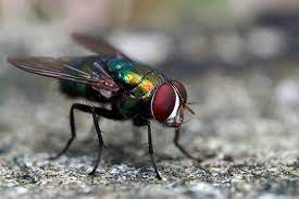 See full list on fliesonly.com How Long Do Flies Live