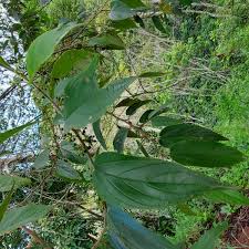 Image result for Trema sp A