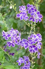Image result for Duranta erecta