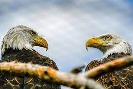 Eagles At The Buffalo Zoo Nikon D500 With Nikon 70 200 F2 8 Lens 1 1600 F5 6 Iso 100 At 200mm Wildlife Nature Your Best Bir Bird Photography Eagles Zoo