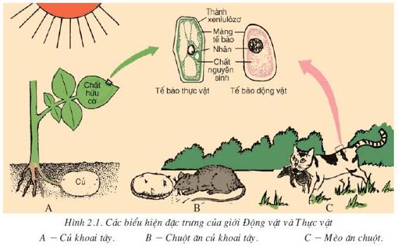 Củng cố kiến thức