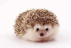 The Secret Life Of Urban Hedgehogs Smart News Smithsonian Magazine