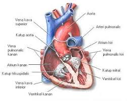 We did not find results for: Dewa Api Ciri Ciri Gejala Penyakit Jantung