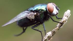 To view this video please enable javascript, and consider upgrading to a web browser that supports html5 video. The Secret Lives Of Flies By Erica Mcalister Provides Insight Into The Diversity Of The Species Possibly The Most Understood Of All Insects