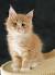 Baby Orange Maine Coon