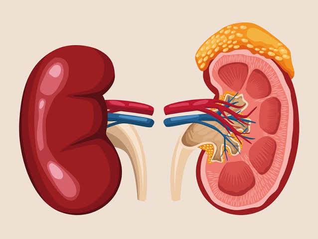 Vị trí của thận và cách giúp thận luôn khỏe mạnh