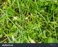 Image result for Spergula arvensis