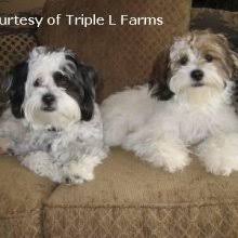 They thrive on lively games and interaction with. Puppyfind Shihpoo Puppies For Sale