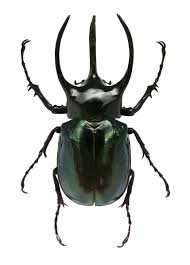 Black Beetles In The City Stag Beetle Beetle Art Stag Beetle Beetle Tattoo