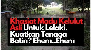 Dalam video ini akan menerangkan kebaikan madu kelulut berbanding. Khasiat Madu Kelulut Asli Untuk Lelaki Petua Orang Dulu Dulu Youtube