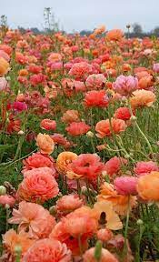 Rote Und Orange Blumen Wunderschon 15 Flowers Flower Field Plants