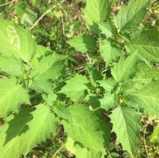 Image result for Physalis angulata