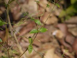 Image result for Canscora diffusa