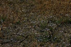 Image result for Denekia