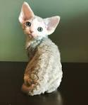 SPHYNX OUTCROSS PROGRAM - Sphynx Breeder, Sphynx Kittens ...
