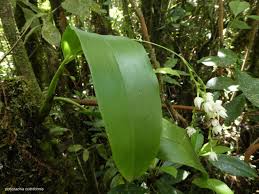 Image result for Polystachya cultriformis