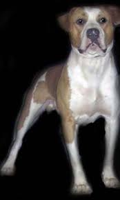 Scott american bulldogs | american bulldog for stud scott dog breed info. Cornerstone Bulldogs Home