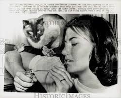 1968 Press Photo Cat Watches Robin Norfleet Feed Baby Swallows, Salinas, CA