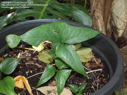 Image result for Anchomanes