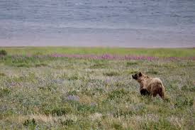 Image result for Ursinia montana