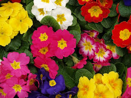 Pretty flower kinds of flowers with name and picture. Flower Baby Names For Girls Interflora