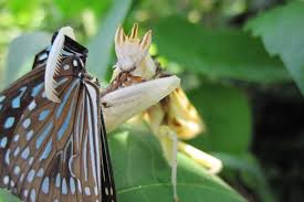 Maybe you would like to learn more about one of these? Why This Praying Mantis Looks Like An Orchid Csmonitor Com