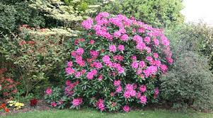 Rhododendron Cosmopolitan Hybrid Rhododendron Rhododendron Garden Inspiration Plants