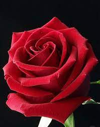 Pin By Stefano Bonura On Beauty Beautiful Rose Flowers Beautiful Roses Rose Flower