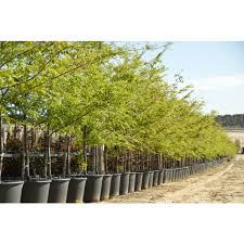 Image result for Ulmus parvifolia