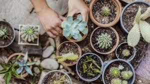 Mantenerlas secas cuando el sol no calienta tanto y si las plantas en la terraza, ten cuidado con la lluvia. 4 Razones Por Las Que No Crece Tu Suculenta