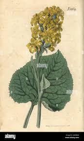 Image result for Ligularia sibirica