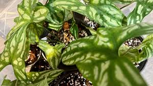 Image result for Cercestis