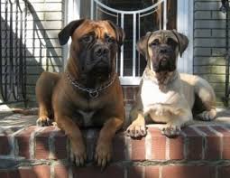 Bullmastiff Dog Breed Information And Pictures