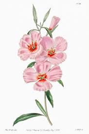 Fresh godetia flowers in bulk quantity at wholesale prices. Ruddy Godetia From Edwards Rsquo S Botanical Register 1829 Mdash 1847 By Sydenham Edwards John Lindley And J Botanical Orchids Illustration Digital Flowers