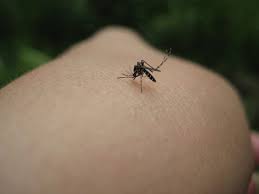 moustique tigre 12 gestes simples et efficaces pour se proteger