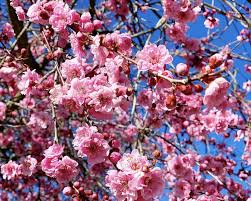 Kilsyth florist, open 7 days. Live The Best Places To See Cherry Blossoms In Australia