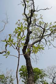 Image result for Terminalia mollis