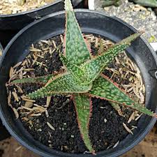 Manfaat bunga lidah buaya akan anda dapatkan karena daun lidah buaya kaya akan kandungan enzim, asam amino, mineral, vitamin, polisakarida dan lainnya. Bibit Tanaman Lidah Buaya Merah Aloe Vera Red Star Tanaman Bunga Langka Dan Unik Bibit Sukulen Murah Shopee Indonesia