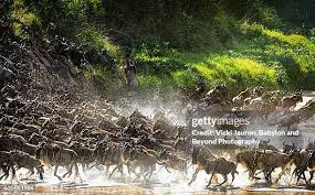 167 Leon Bustos Stock Photos, High-Res Pictures, and Images