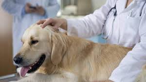 However, the amount of online information about cancer in dogs is overwhelming. Bacteria Shrink Tumors In Humans Dogs Science Aaas